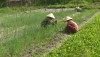 Nông dân phường Quảng Long có nguồn thu nhập khá nhờ chuyển sang trồng rau, hoa.