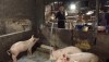 Thị xã Ba Đồn tập trung chỉ đạo tái đàn lợn trên địa bàn.