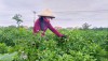 Nông dân xã Quảng Lộc thu hoạch ớt vụ đông.