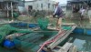 Người dân xã Quảng Minh khẩn trương thu hoạch cá trước mùa mưa lũ.