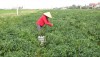 Nông dân xã Quảng Lộc chăm sóc cây ớt.