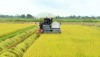 Nông dân đang khẩn trương thu hoạch lúa Đông Xuân 2021-2022