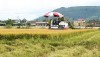 Nông dân thị xã Ba Đồn bước vào thu hoạch lúa vụ hè thu 2021.