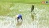 Nông dân thị xã Ba Đồn tập trung chăm sóc lúa hè- thu năm 2024