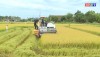 Thị xã Ba Đồn hoàn thành thu hoạch lúa hè thu 2023