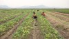 Nông dân xã Quảng Hòa tập trung chăm sóc rau màu sau lũ.