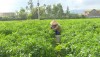 Nông dân xã Quảng Lộc chuyển đổi đất lúa kém hiệu quả sang trồng cây ớt.