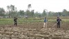 Nông dân xã Quảng Minh xuống đồng làm đất cho vụ mùa mới.