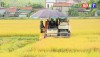 Nông dân xã Quảng Sơn đẩy nhanh thu hoạch lúa hè thu để tránh mưa bão.