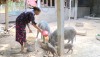 Nông dân xã Quảng Sơn phát triển chăn nuôi lợn.