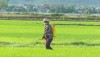 Nông dân xã Quảng Sơn tích cực phòng trừ sâu bệnh hại lúa.
