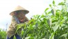Nông dân xã Quảng Lộc tập trung chăm sóc cây ớt.