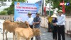 Thị xã Ba Đồn: Giảm nghèo hiệu quả từ mô hình hỗ trợ chăn nuôi bò sinh sản