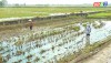 Nông dân thị xã Ba Đồn tập trung làm đất gieo cấy vụ hè thu 2023
