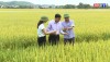 Các phòng chức năng của thị xã Ba Đồn thăm đồng, kiểm tra tình hình thu hoạch lúa vụ hè thu 2023.