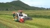 Nông dân thị xã Ba Đồn khẩn trương thu hoạch lúa vụ hè-thu 2018