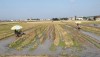 Toàn cảnh nông dân làm đất chuẩn bị sản xuất lúa hè thu năm 2020.