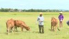 Thị xã Ba Đồn: Triển khai có hiệu quả Đề án 85 về hỗ trợ giống bò sinh sản cho hộ nghèo các xã vùng nam.