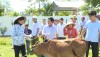 Mặt trận TQVN thị xã Ba Đồn: trao bò giống sinh sản cho hộ nghèo đợt 2 năm 2018.