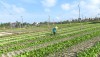 Nông dân phường Quảng Long vào vụ trồng hoa tết