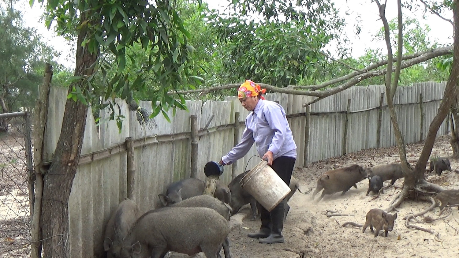 mô hình chăn nuôi tổng hợp mang lại hiệu quả kinh tế cao của gia đình ông Hồ Thanh Sỹ