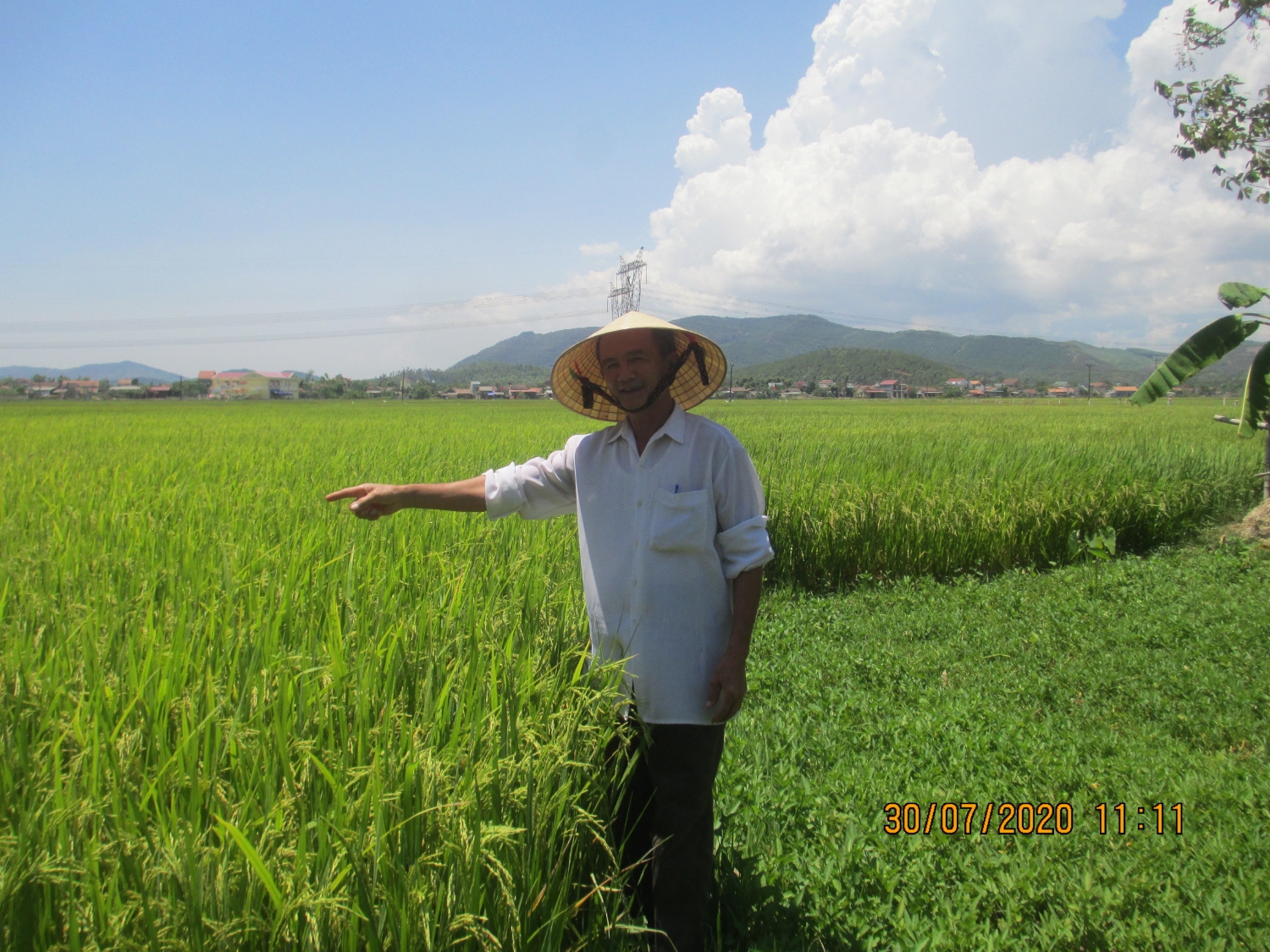 Ông Trần Đăng Cành đang giới thiệu ruộng lúa của gia đình ông.