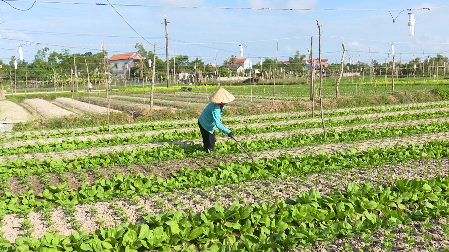 Người dân phường Quảng Long chuyển đổi diên tích trồng lúa kém hiệu quả sang trồng rau hao