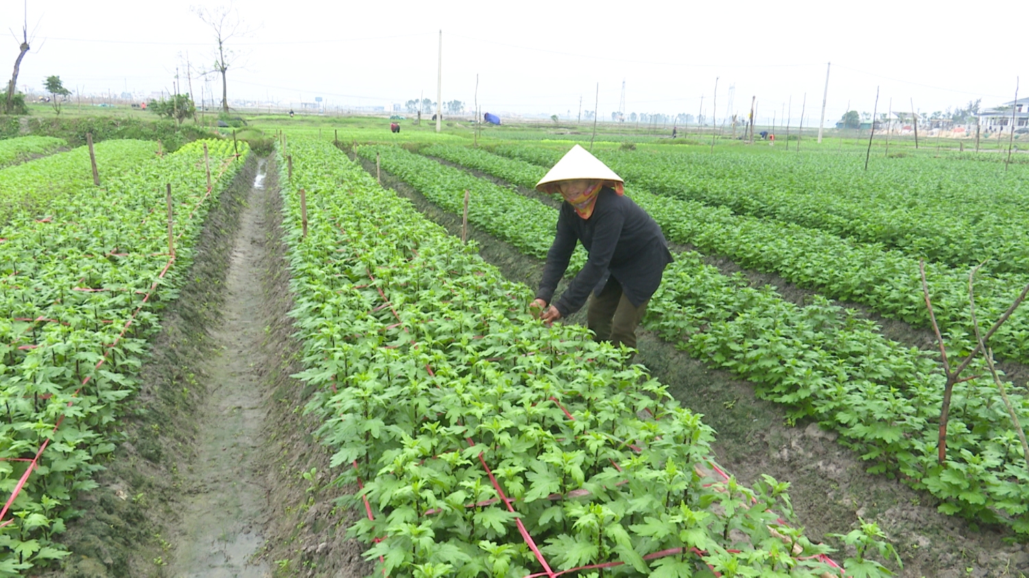 Bà Phạm Thị Dậu TDP Thủy Sơn, phường Quảng Long đang tích cực chăm sóc vườn hoa cúc chuẩn bị cung ứng thị trường tết