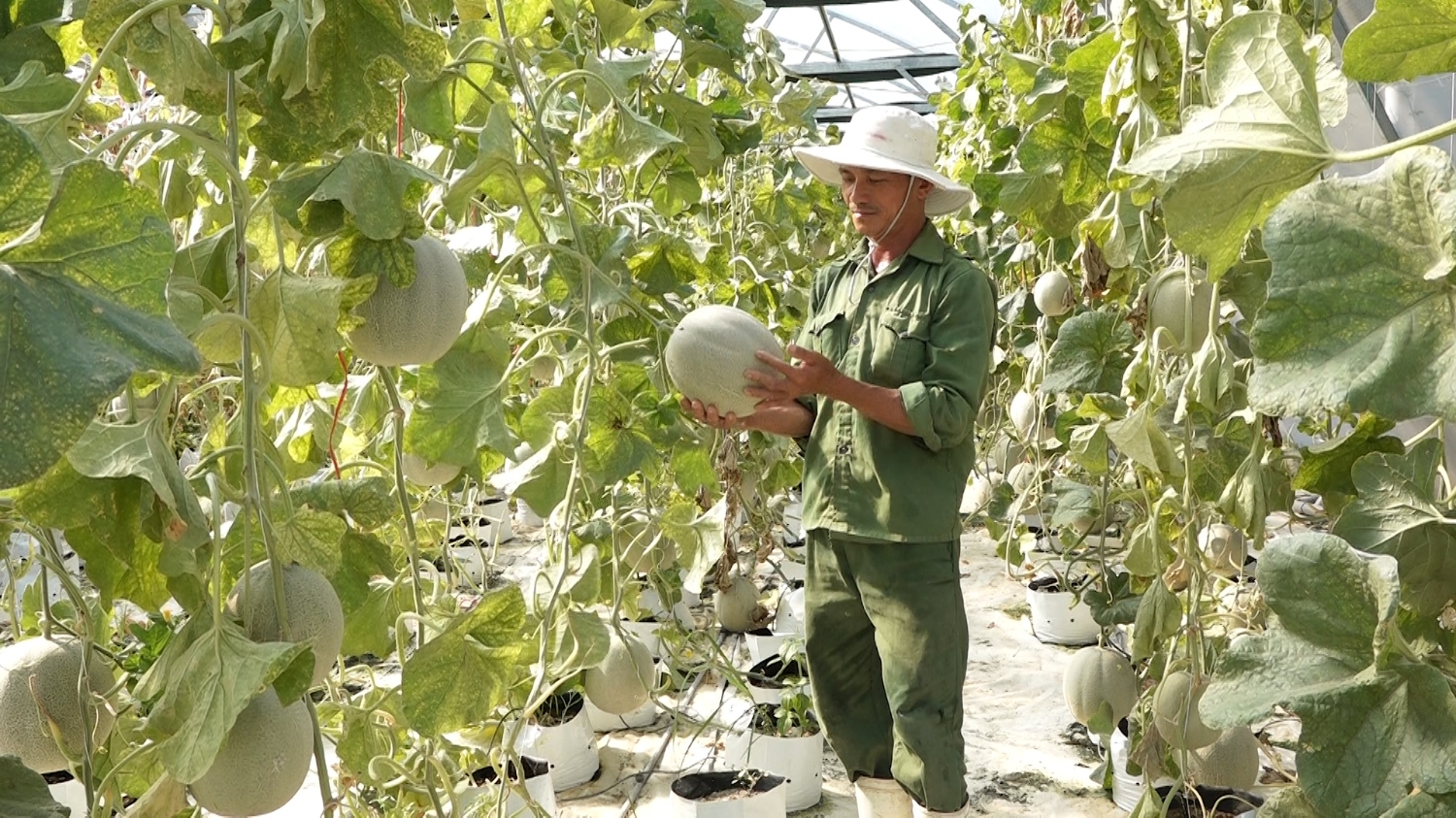 Mô hình trồng dưa lưới của Hoàng Nam Doan cho hiệu quả kinh tế cao