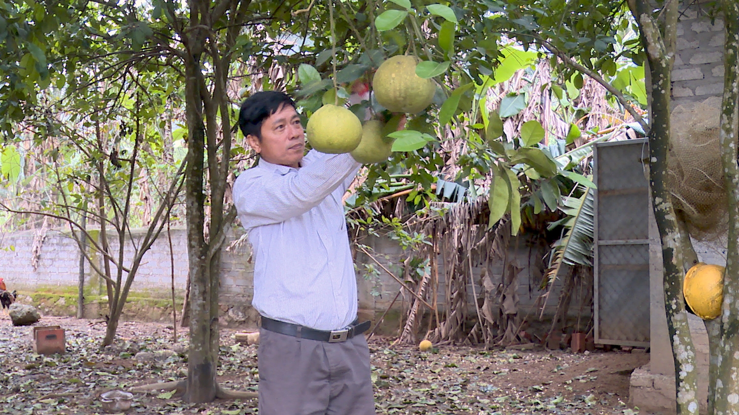 Gia đình ông Hoàng Thanh Liêm nhờ nguồn vốn vay từ Ngân hàng CSXH thị xã nên đã mở rộng mô hình trồng cây ăn quả