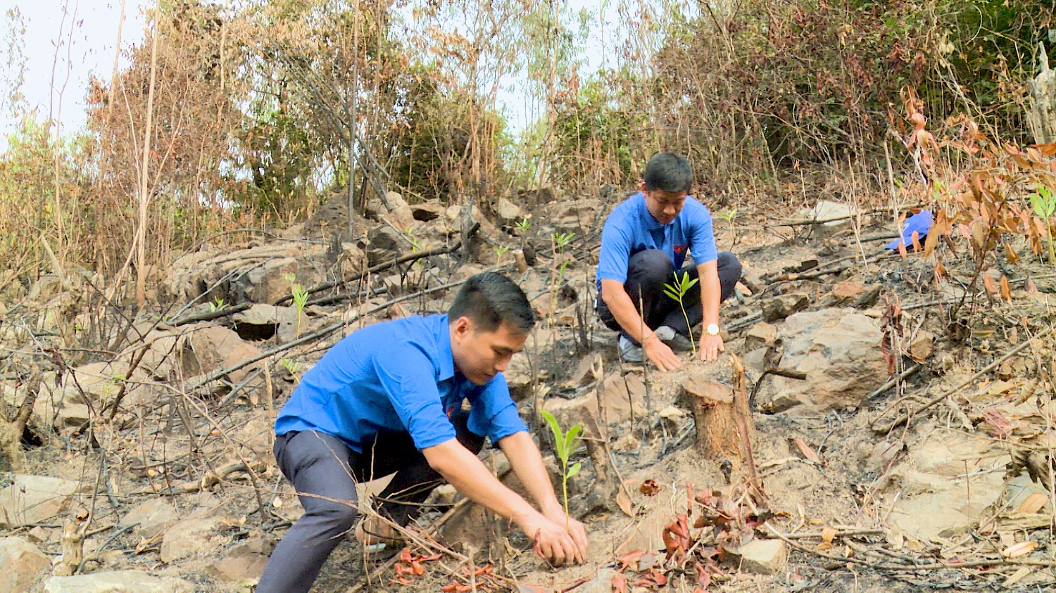 Thị đoàn Ba Đồn tổ chức trồng cây xanh tại xã Quảng Sơn