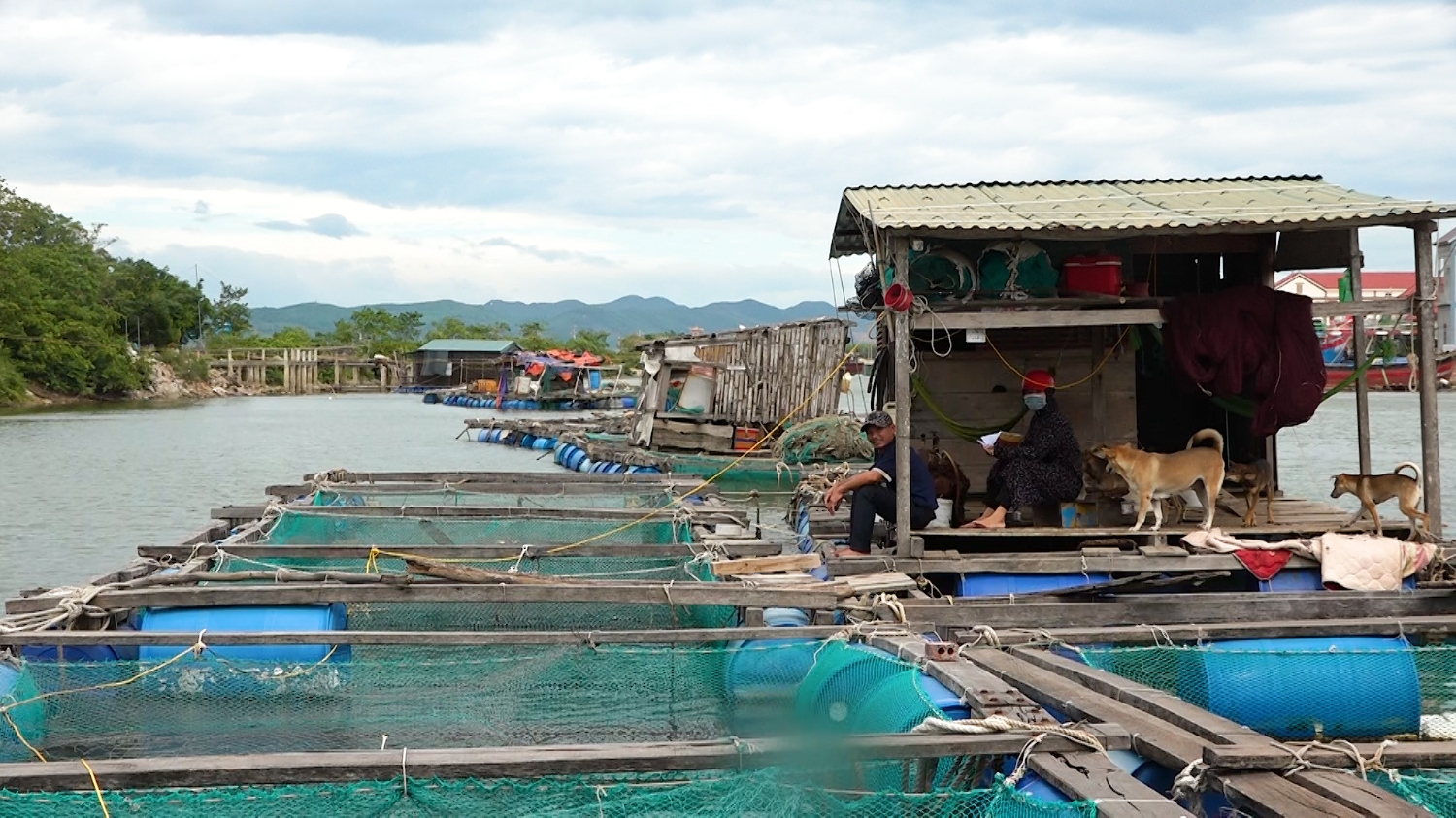 Các lồng cá ở thôn Cồn Sẻ xã Quảng Lộc thị xã Ba Đồn bị ảnh hưởng bởi dịch Covid 19