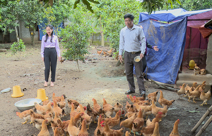 Mô hình nuôi gà cho hiệu quả kinh tế cao của gia đình anh Hoàng Thanh Liêm, thôn Tiên Sơn, xã Quảng Tiên