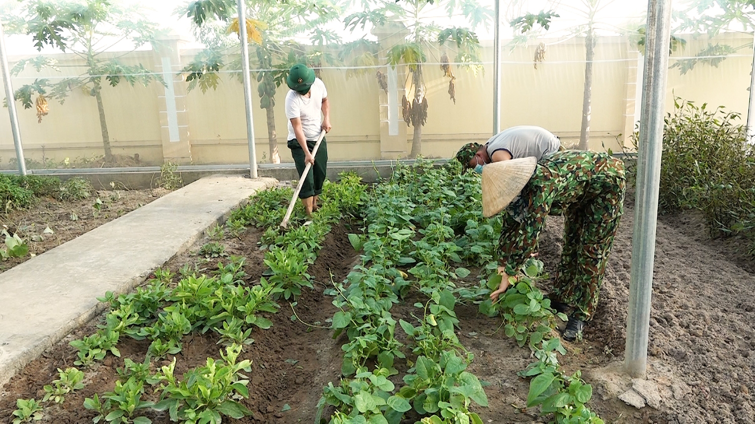 Cán bộ, chiến sỹ Ban CHQS thị xã chăm sóc vườn rau