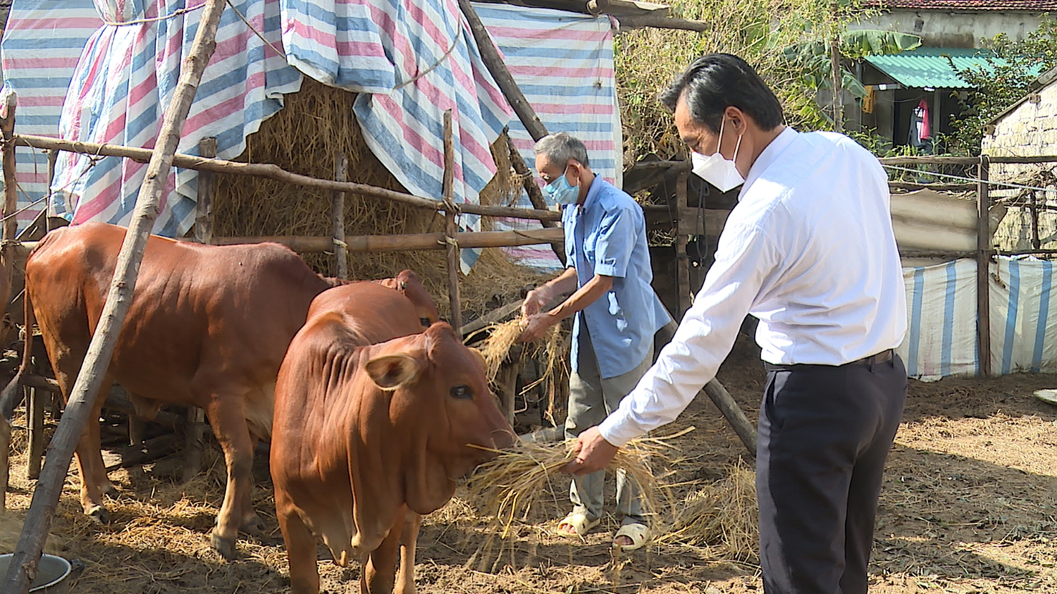 Hỗ trợ bò giống sinh sản cho hộ nghèo để phát triển sản xuất, giảm nghèo bền vững