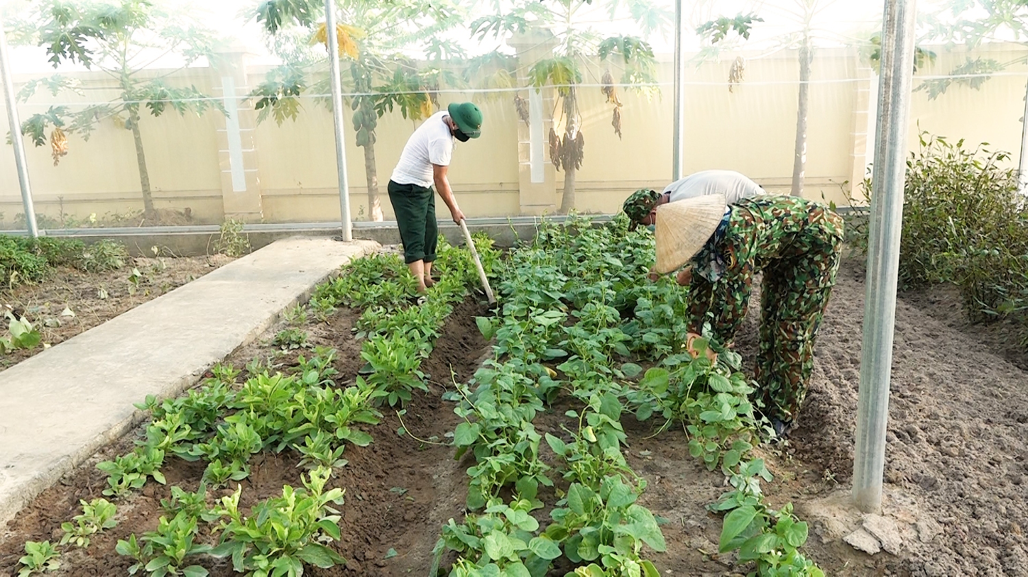 Cán bộ, chiến sĩ Ban CHQS thị xã Ba Đồn thường xuyên tích cực thực hiện kế hoạch tăng gia bảo đảm tự túc rau xanh