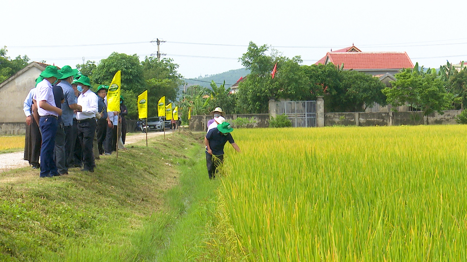 Mô hình liên kết sản xuất lúa theo chuỗi được thực hiện tại thôn Tiên Phan thành công với giống lúa ST25