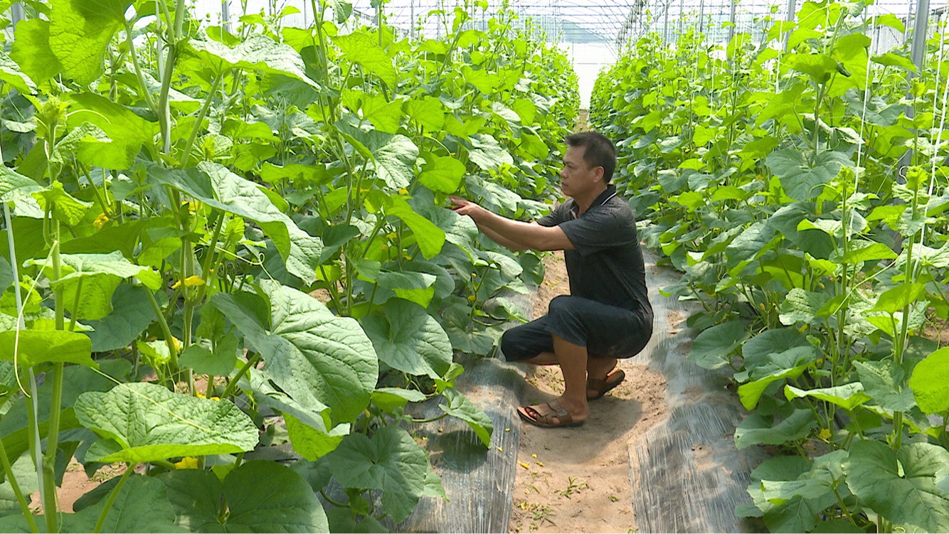 Mô hình trồng dưa lưới của anh Võ Minh Sáng cho hiệu quả kinh tế cao