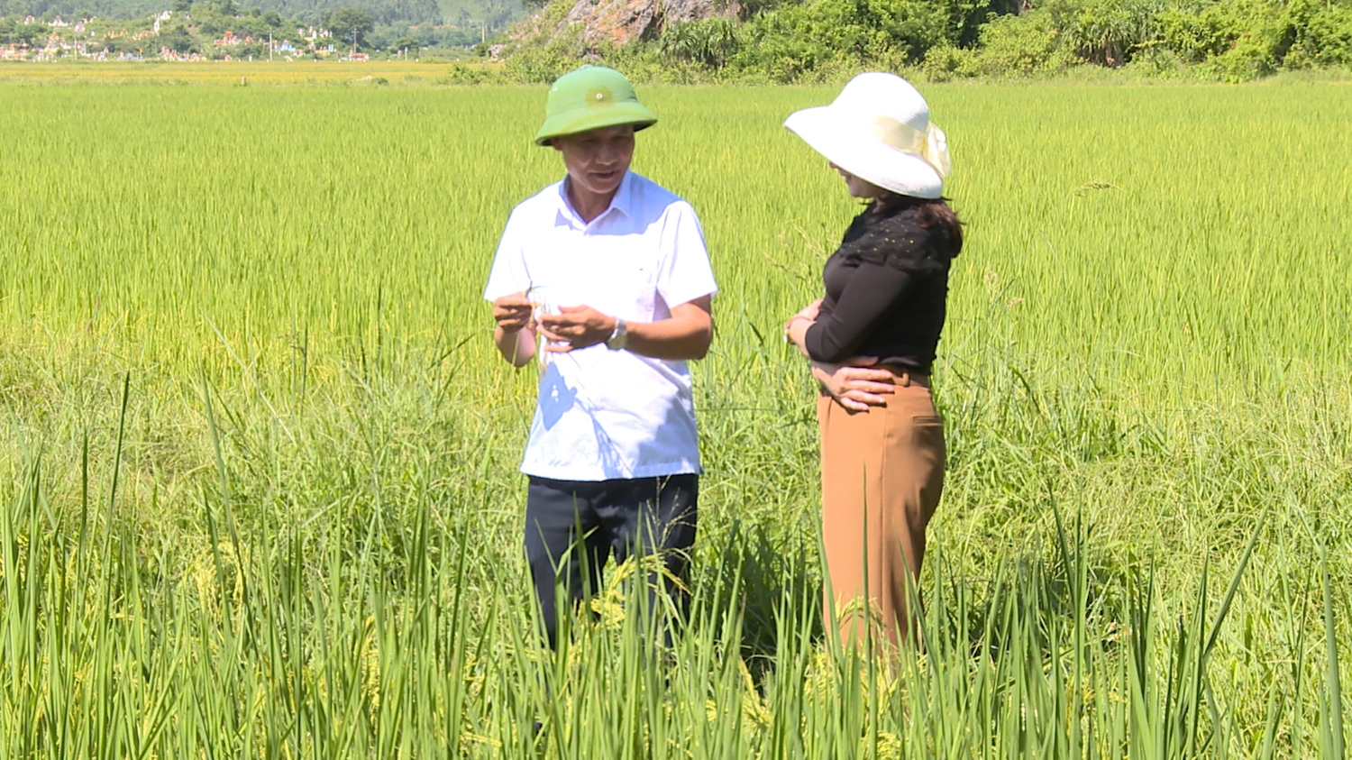 Mô hình liên kết lúa hữu cơ ST25 phát huy hiệu quả tại thôn Tiên phan, xã Quảng Tiên