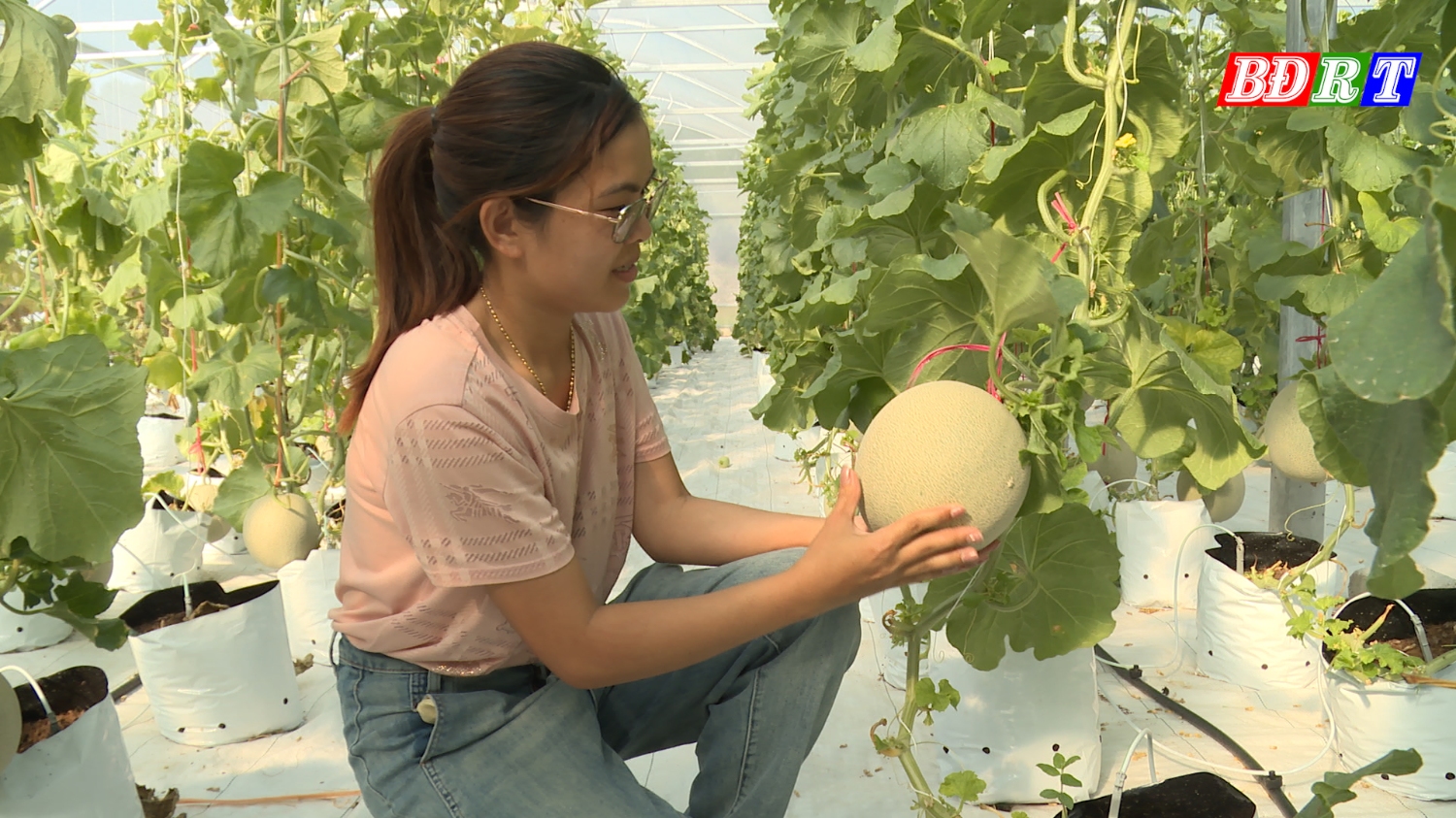 Mô hình trồng dưa lưới trong nhà màng của chị Mai Hồng Nhung (phường Quảng Phúc) đưa lại thu nhập ổn định