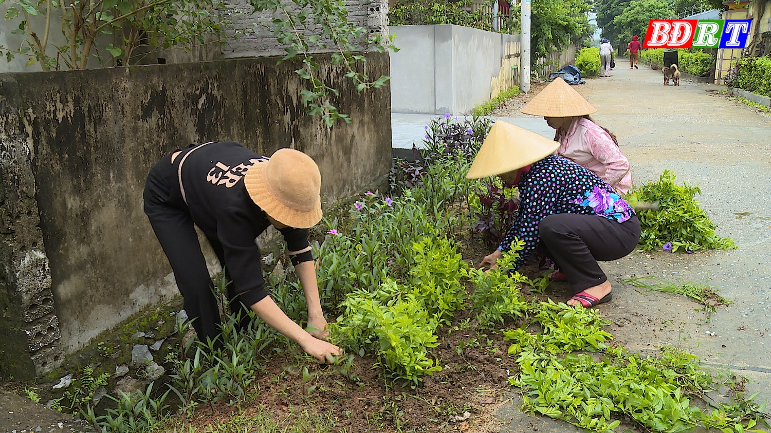 Hội viên phụ nữ thôn Thượng Thôn, xã Quảng Trung cùng nhau trồng cây dọc hai bên đường để tạo nên hàng rào xanh