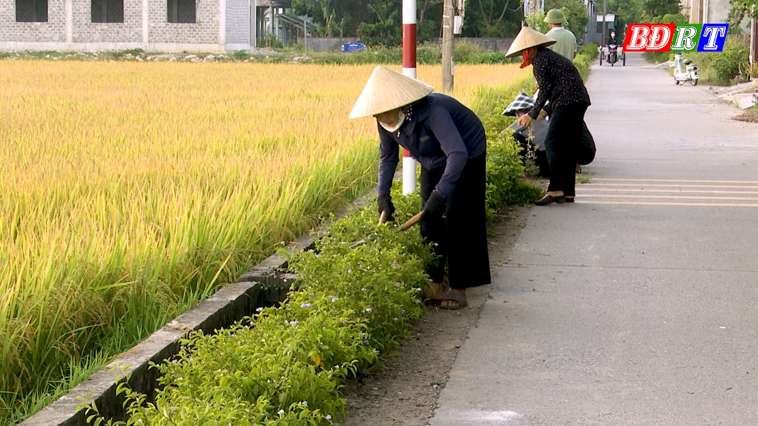 Chị em phụ nữ chung tay chăm sóc hàng rào xanh