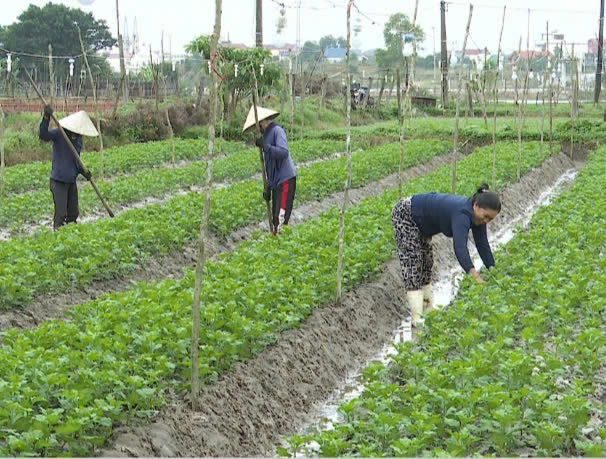 Chăm sóc rau, hoa ở Quảng Long