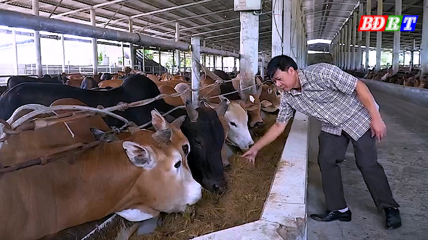 Các giống trâu, bò được nhập về tại đây để chăm sóc, nuôi bằng các chế phẩm sinh