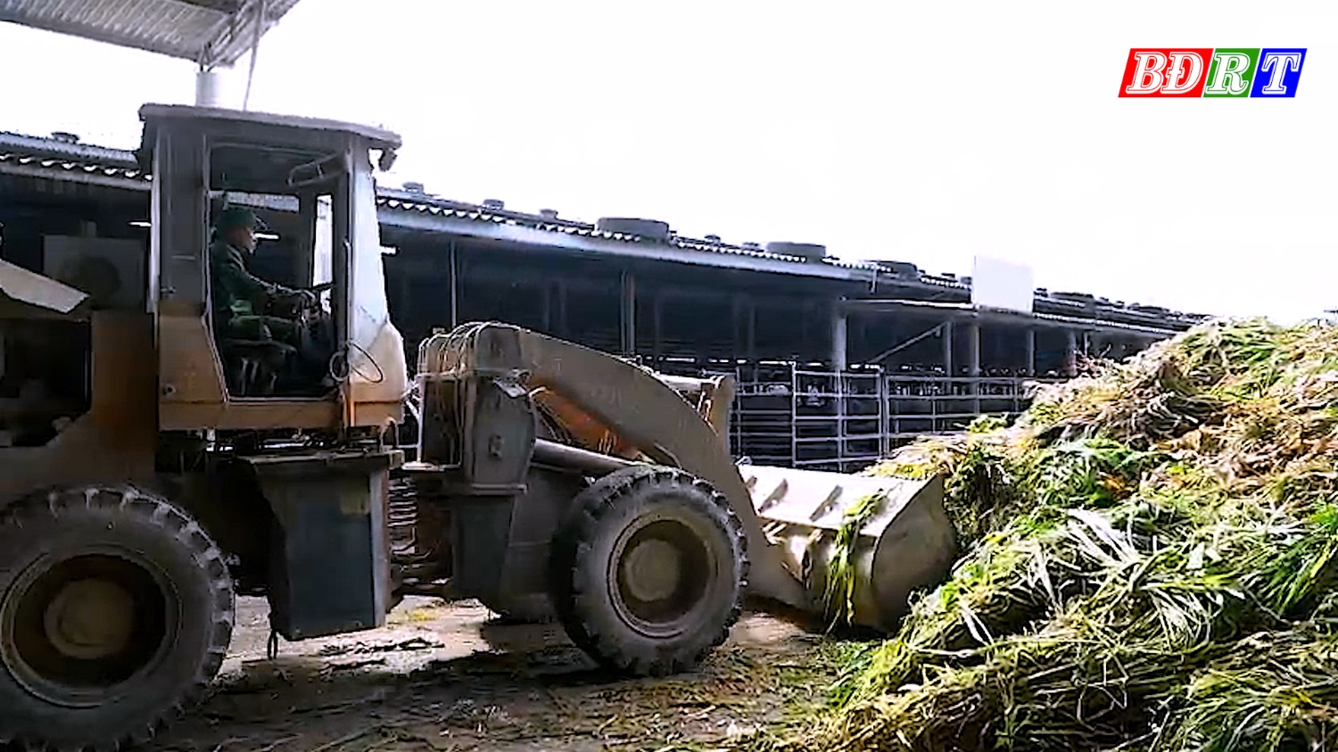Công ty TNHH Đoàn kết Phú Qúy nuôi trâu, bò bằng phương pháp hữu cơ, sử dụng rơm rạ, cỏ, vỏ lạc, ngô… để chăn nuôi