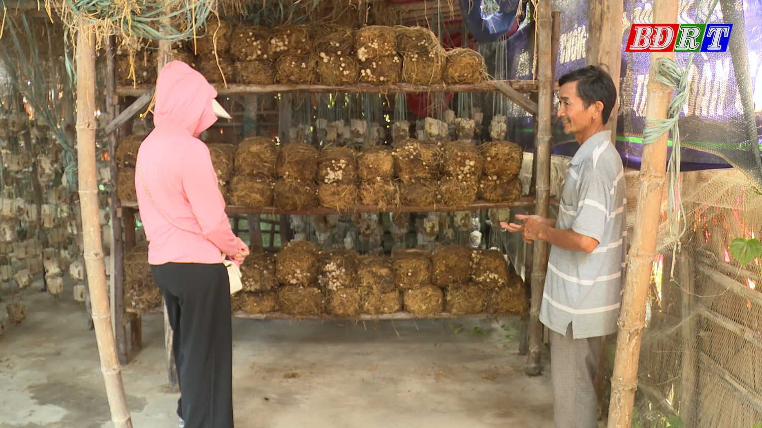 Mô hình trồng nấm cho hiệu quả kinh tế