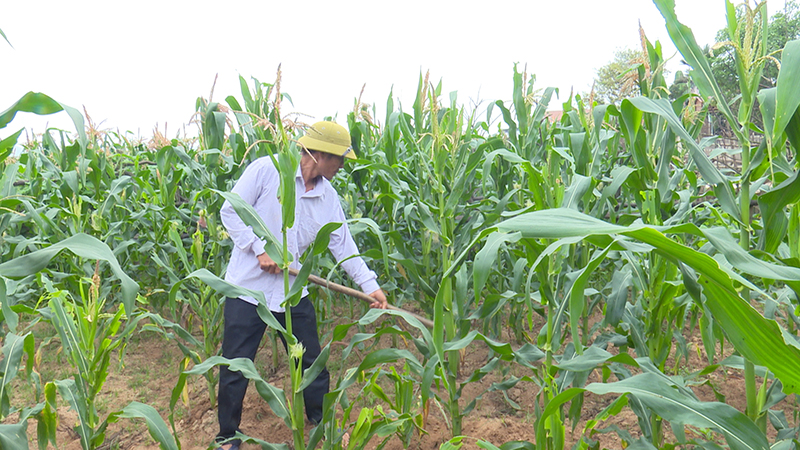 Xã Quảng Tiên đẩy mạnh phát triển cây ngô vụ Đông.