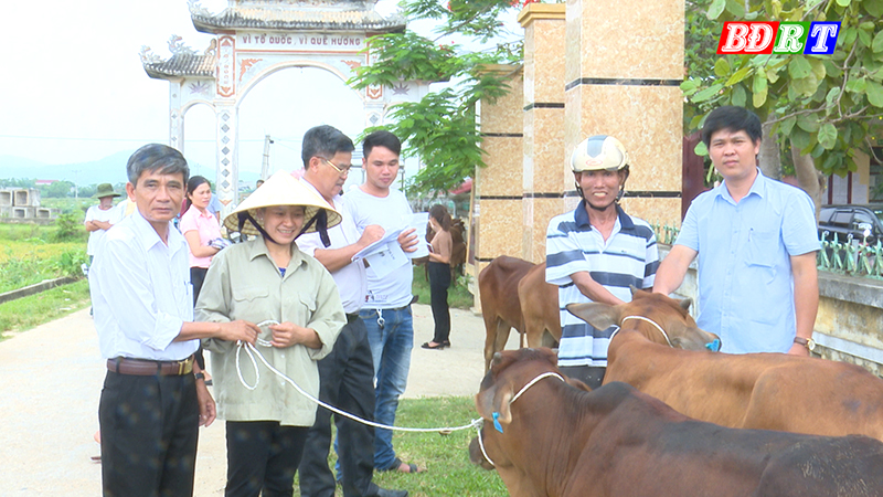 Mặt trận thị xã Ba Đồn trao bò giống sinh sản cho hộ nghèo vùng thường xuyên bị thiên tai