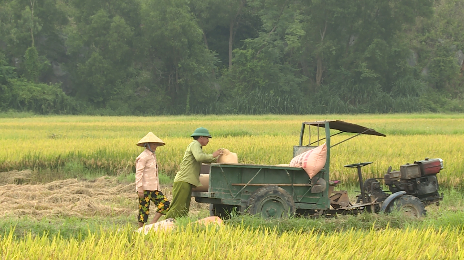 Thị xã Ba Đồn: Vụ lúa Đông Xuân 2019 - Nhiều xã đạt năng suất trên 60 tạ/ha