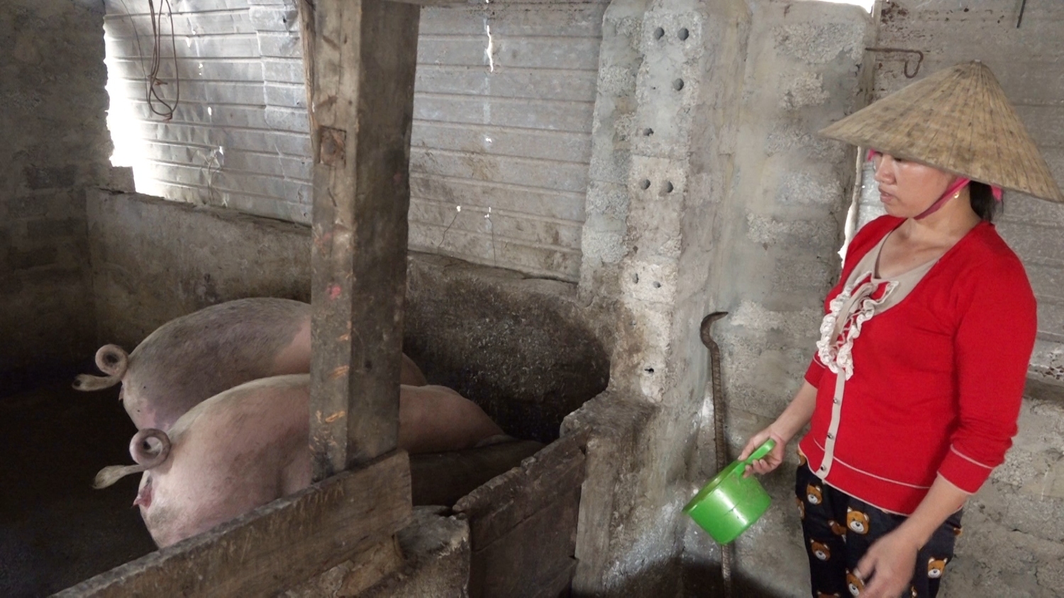 Gia đình chị Lê Thị Mai TDP Đình Chùa, phường Quảng Thuận đầu tư sản chăn nuôi hiệu quả với nguồn vốn được vay